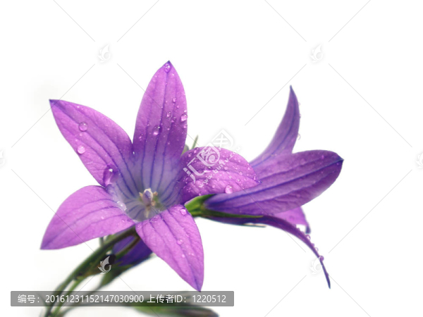 紫色的花