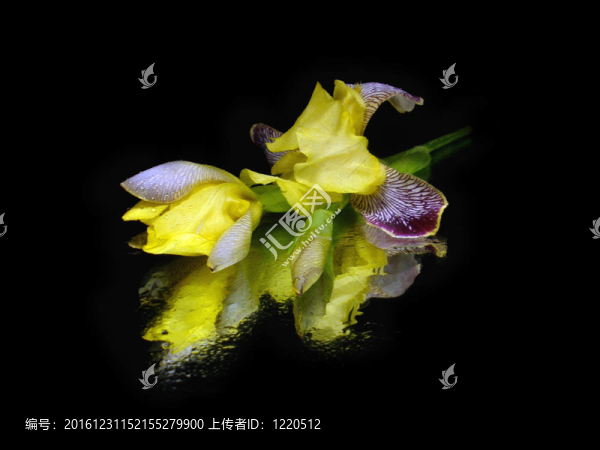 虹膜