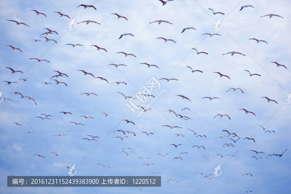 飛翔的海鷗