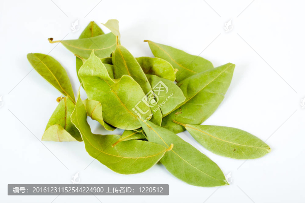 月桂葉白色