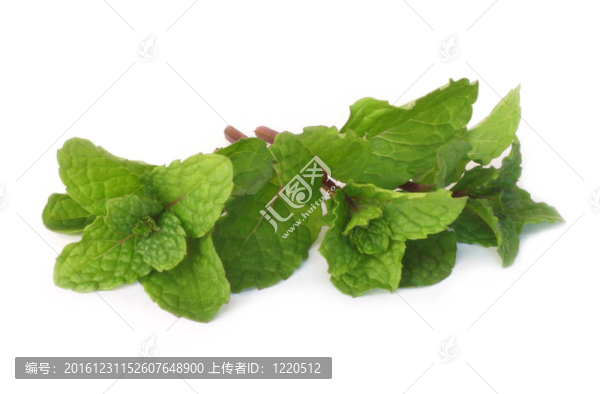 新鮮的薄荷葉