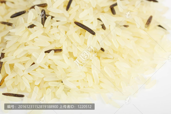 水稻長混有野生稻孤立在白色特寫
