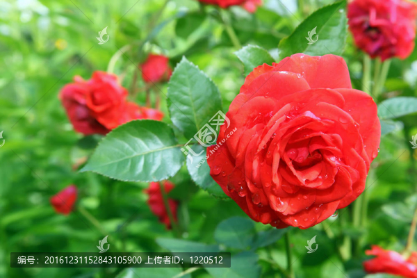 花園玫瑰