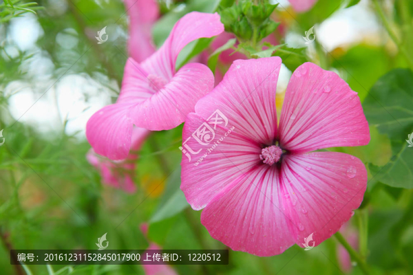 Flower,Lavatera,trimestris在花園里