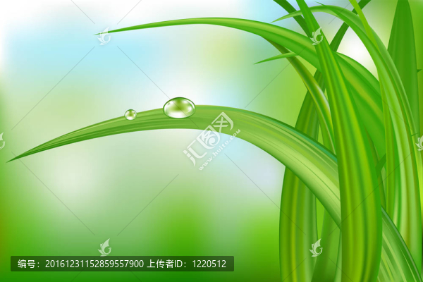 青草和水滴。