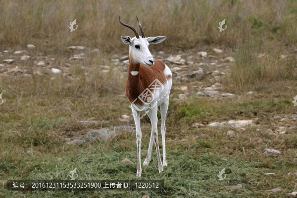 鹿瞪羚