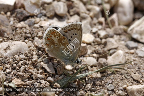 喬克希爾藍Polyommatus,coridon；