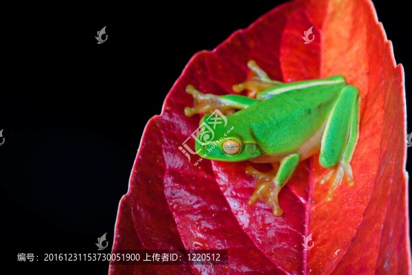 小綠樹蛙坐在紅葉上