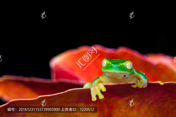 小綠樹蛙坐在紅葉上