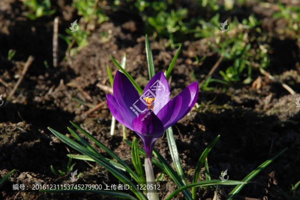 番紅花