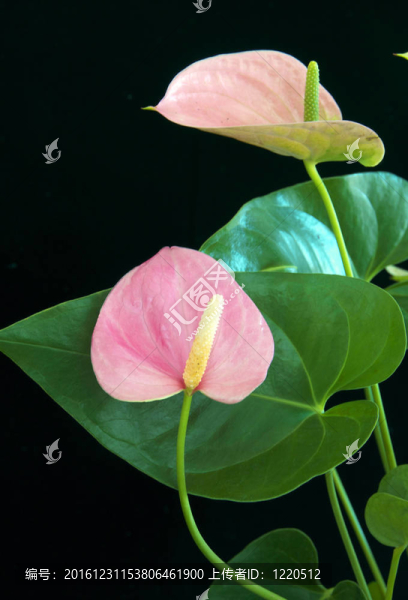 火鶴花