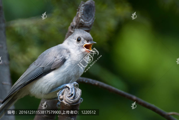 小山雀在樹上唱歌