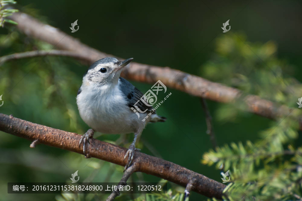 白胸鳾棲息在樹上