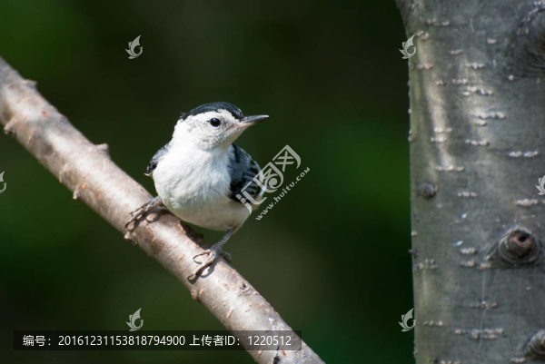 白胸鳾棲息在樹枝上