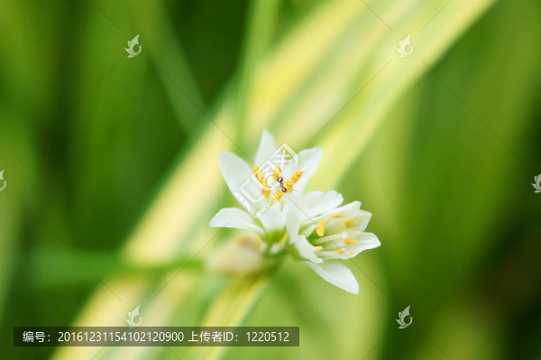 韭菜花（特寫）。