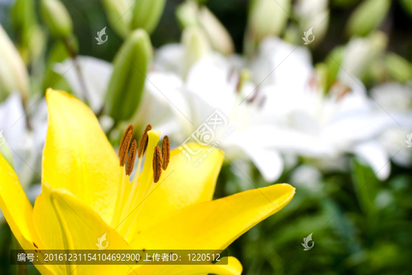 黃白百合