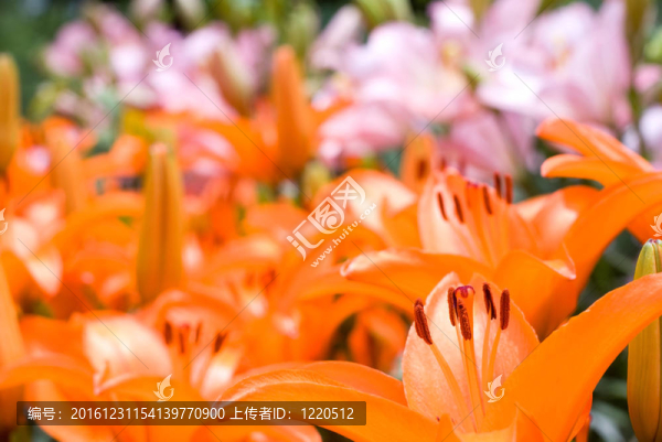 深橙和粉紅百合