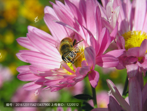 蜜蜂在菊花