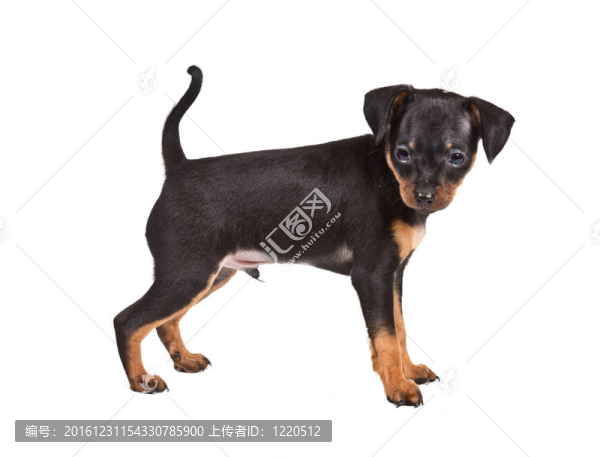 俄羅斯玩具獵犬在白色背景