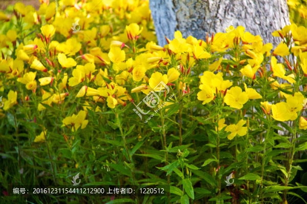 小風(fēng)鈴花