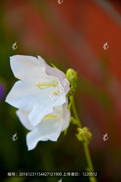 小風鈴花