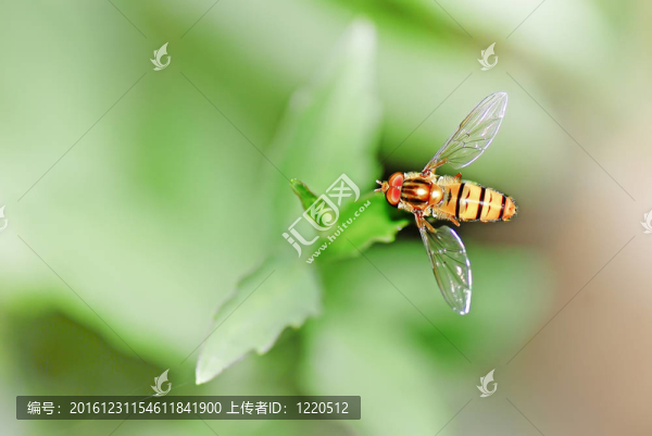 蜜蜂