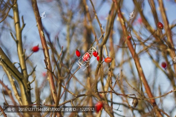 枝枝結(jié)果