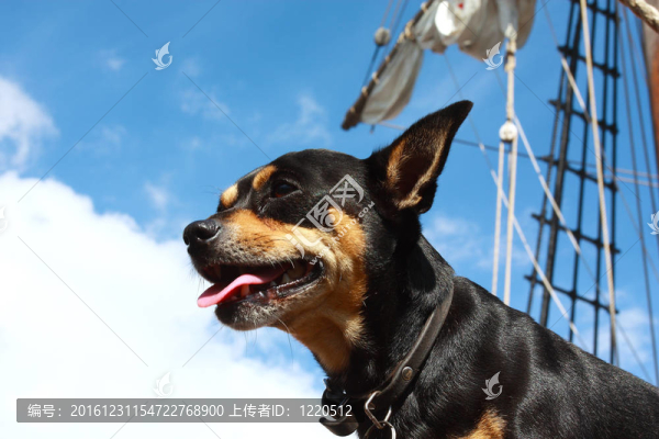狗；冒險