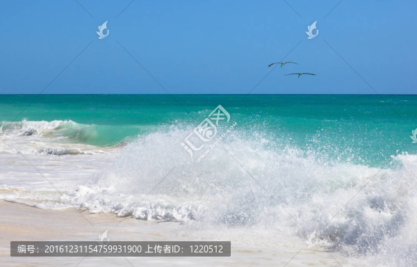 兩鵜鶘飛越大西洋。吉耶爾莫島。古巴.