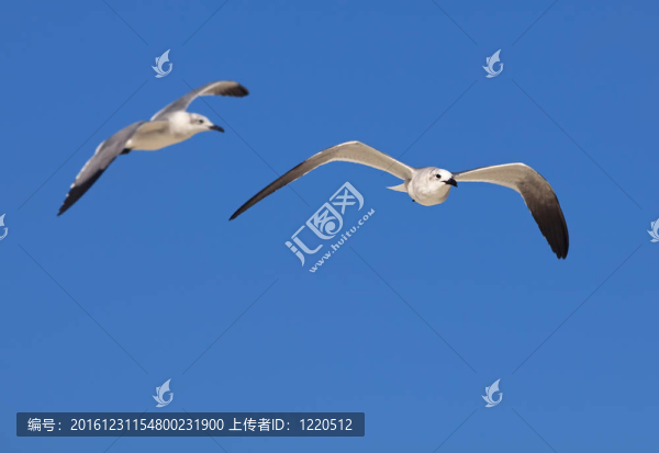 大黑背鷗（Larus,marinus）
