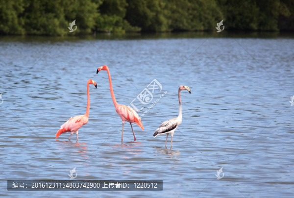 美洲紅鸛（Phoenicopterus,ruber）