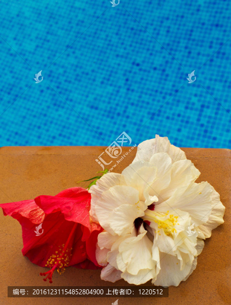 芙蓉花的一池