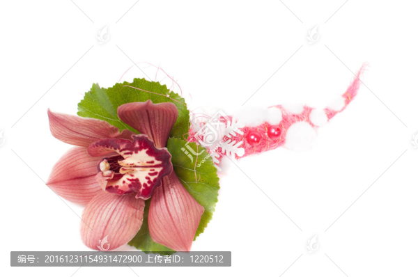 蘭花在工作室