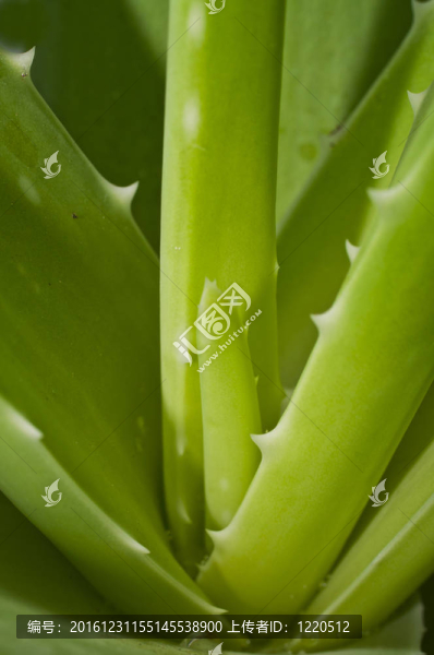 葉蘆薈