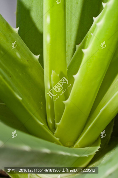 葉蘆薈