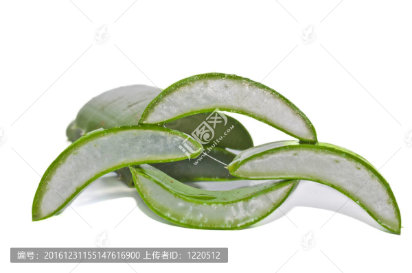 葉蘆薈