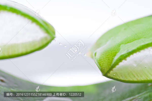 葉蘆薈