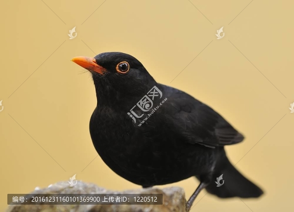 黑鳥。