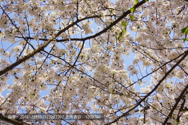 盛放小清新白色樱花树