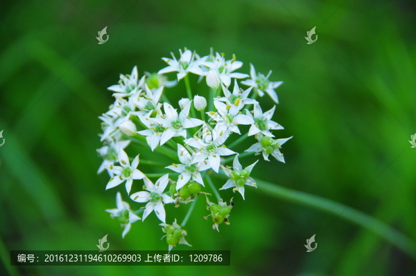 白色韭菜花特寫