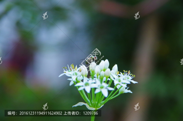 綠頭蒼蠅韭菜花