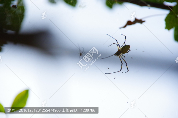 兩只,蜘蛛