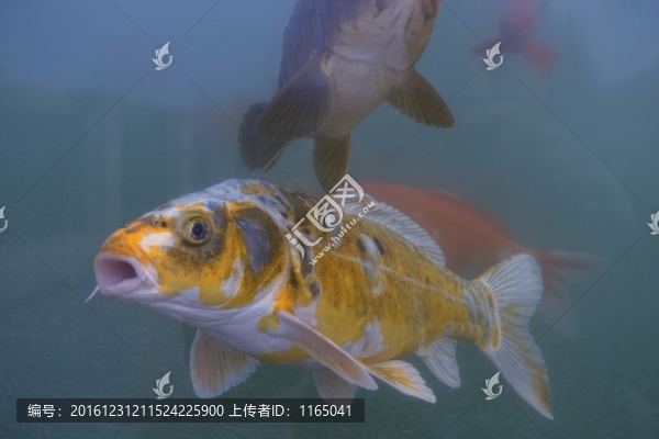 錦鯉,觀賞魚(yú)