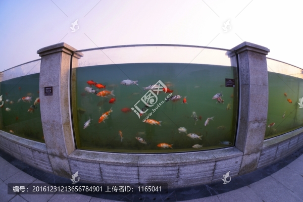 錦鯉,觀賞魚