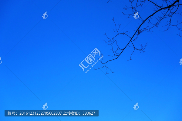 樹枝藍天