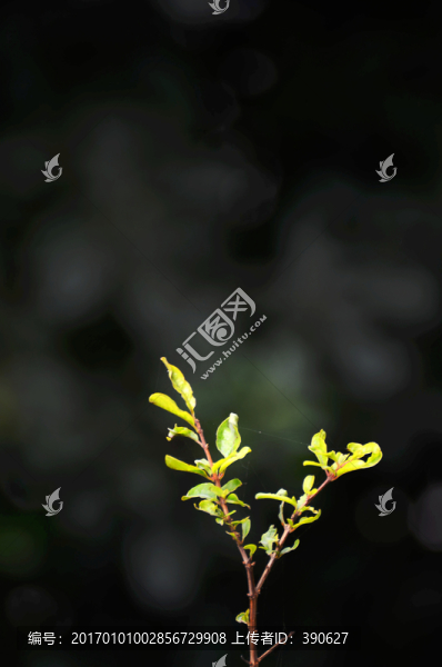 樹芽