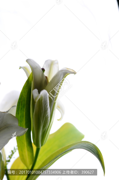 百合花