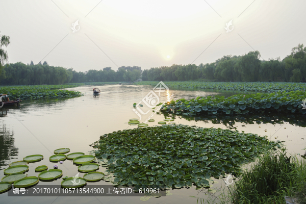 圓明園荷花