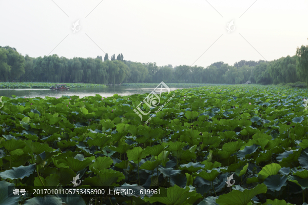 圓明園荷花