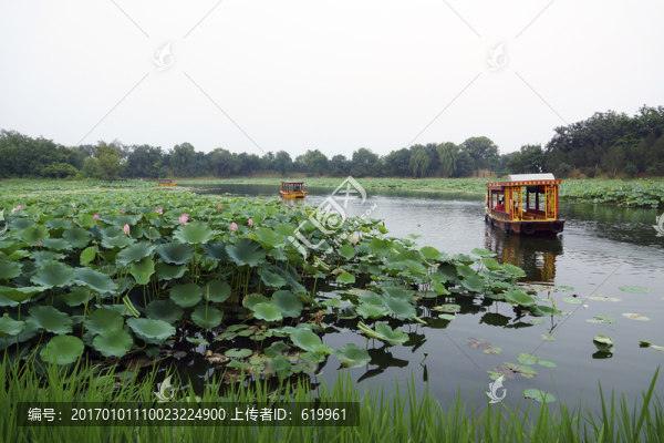 圓明園荷花